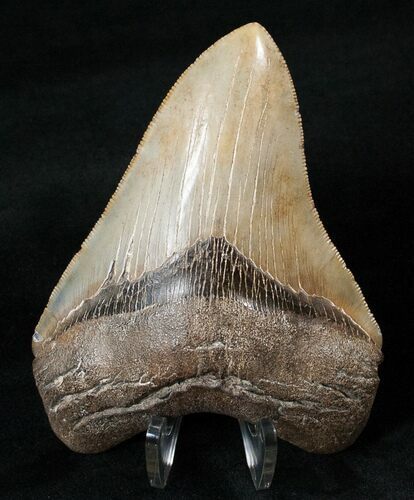 Quality Megalodon Tooth - Savannah, Georgia #16009